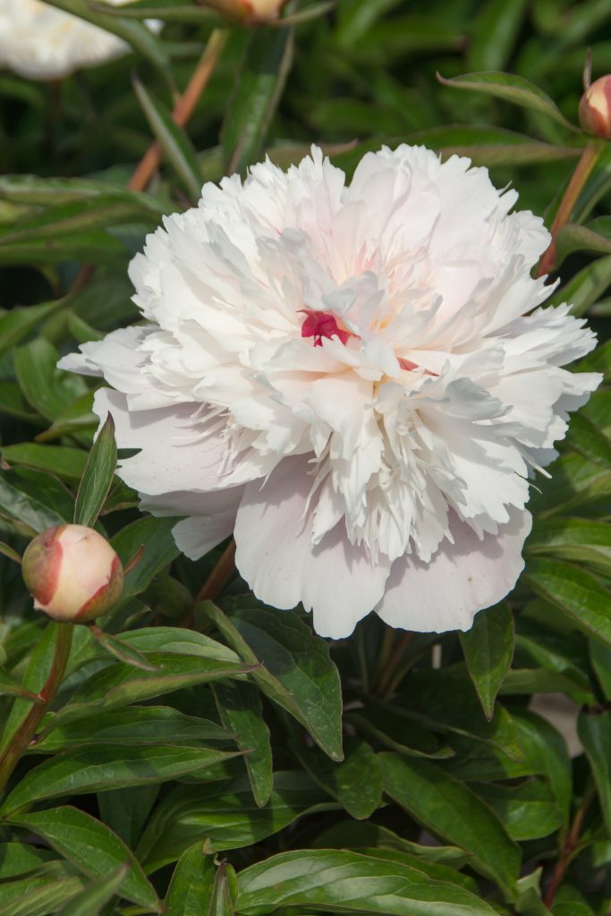 Home 24 Paeonia Alertie