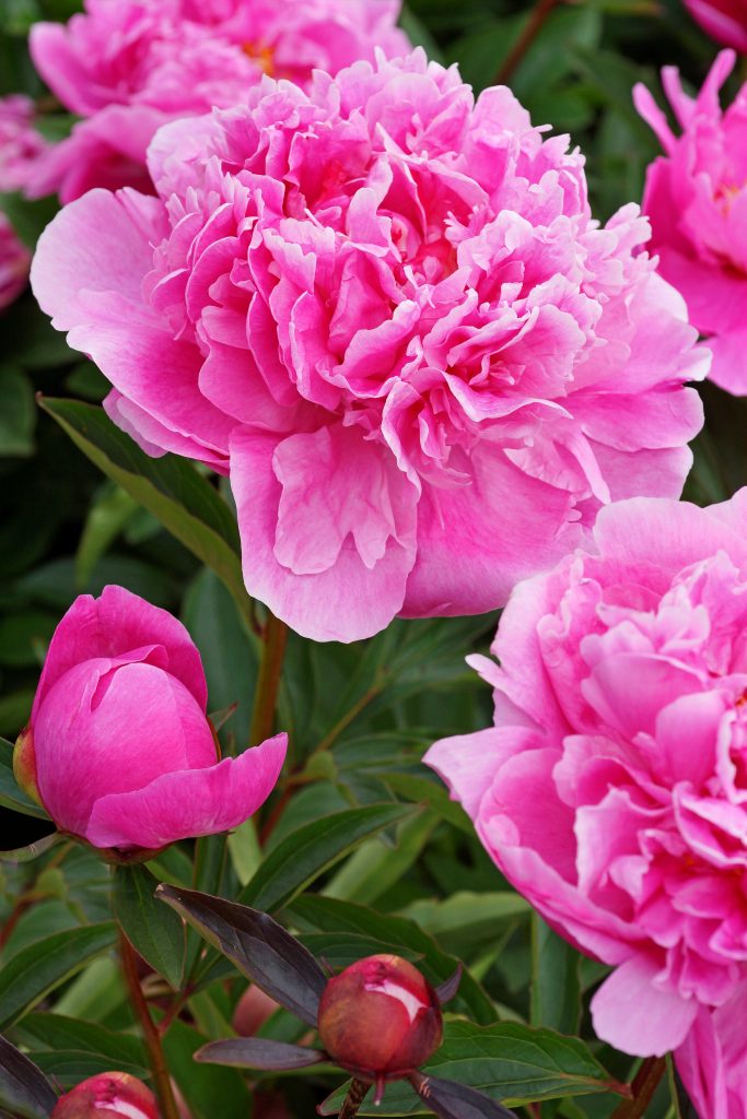 Home 26 Paeonia Alexander Fleming