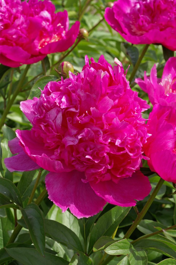 Home 28 Paeonia Best Man