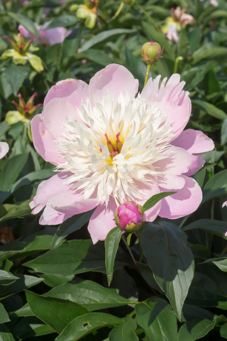 Paeonia Bowl of Beauty
