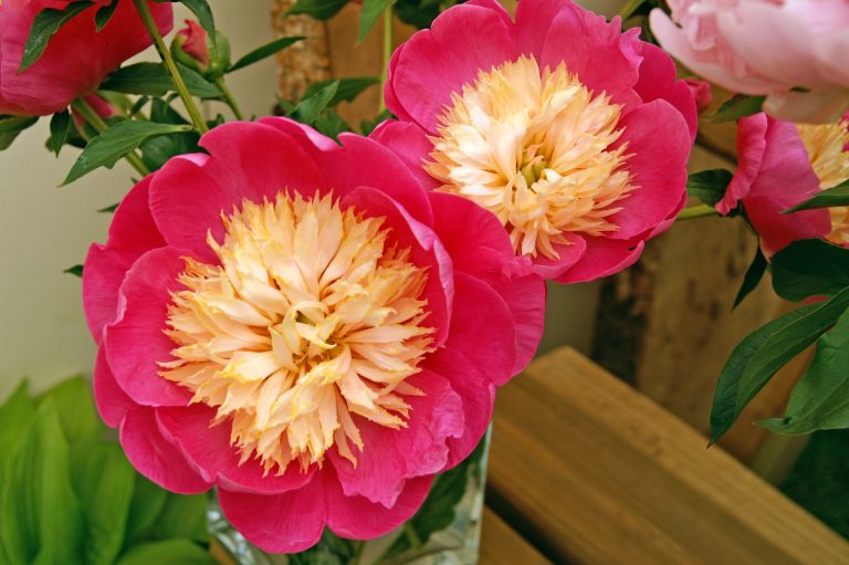 Paeonia Bowl of Love Paeonia Bowl of Love
