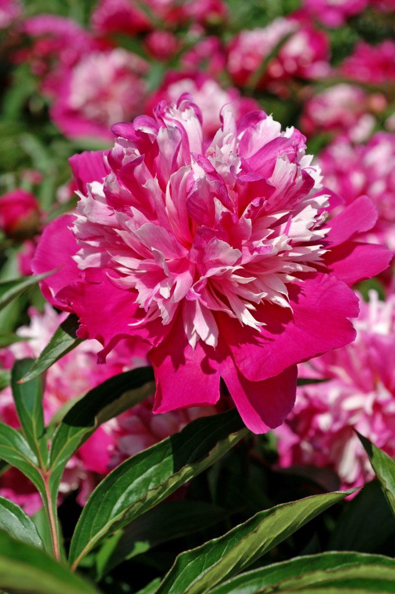 Paeonia Celebrity