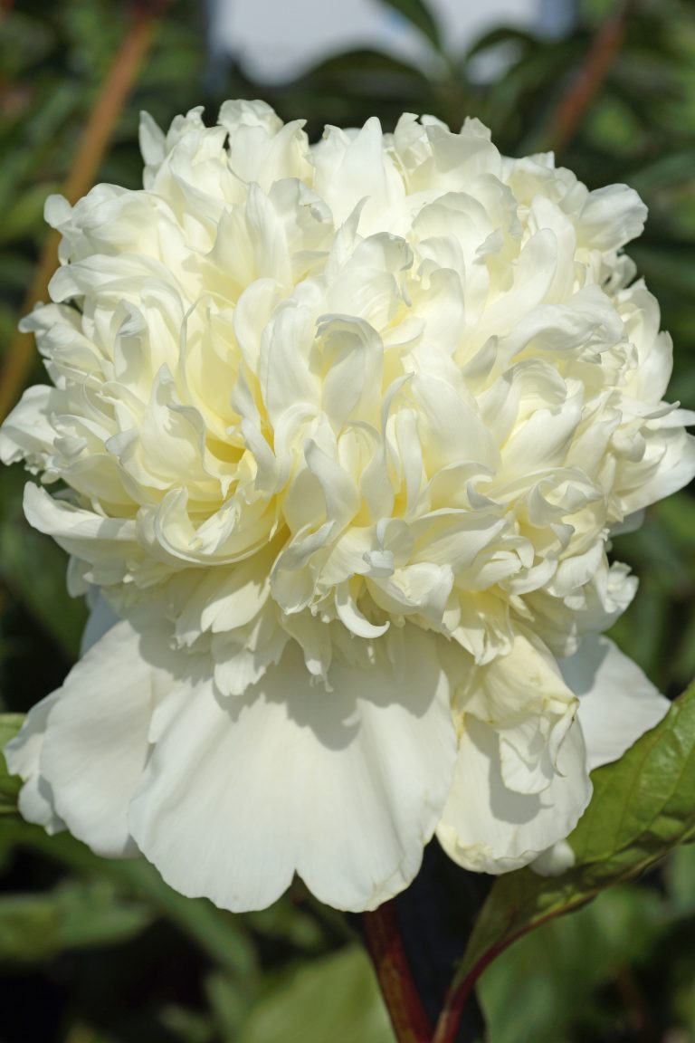 Paeonia Charles White
