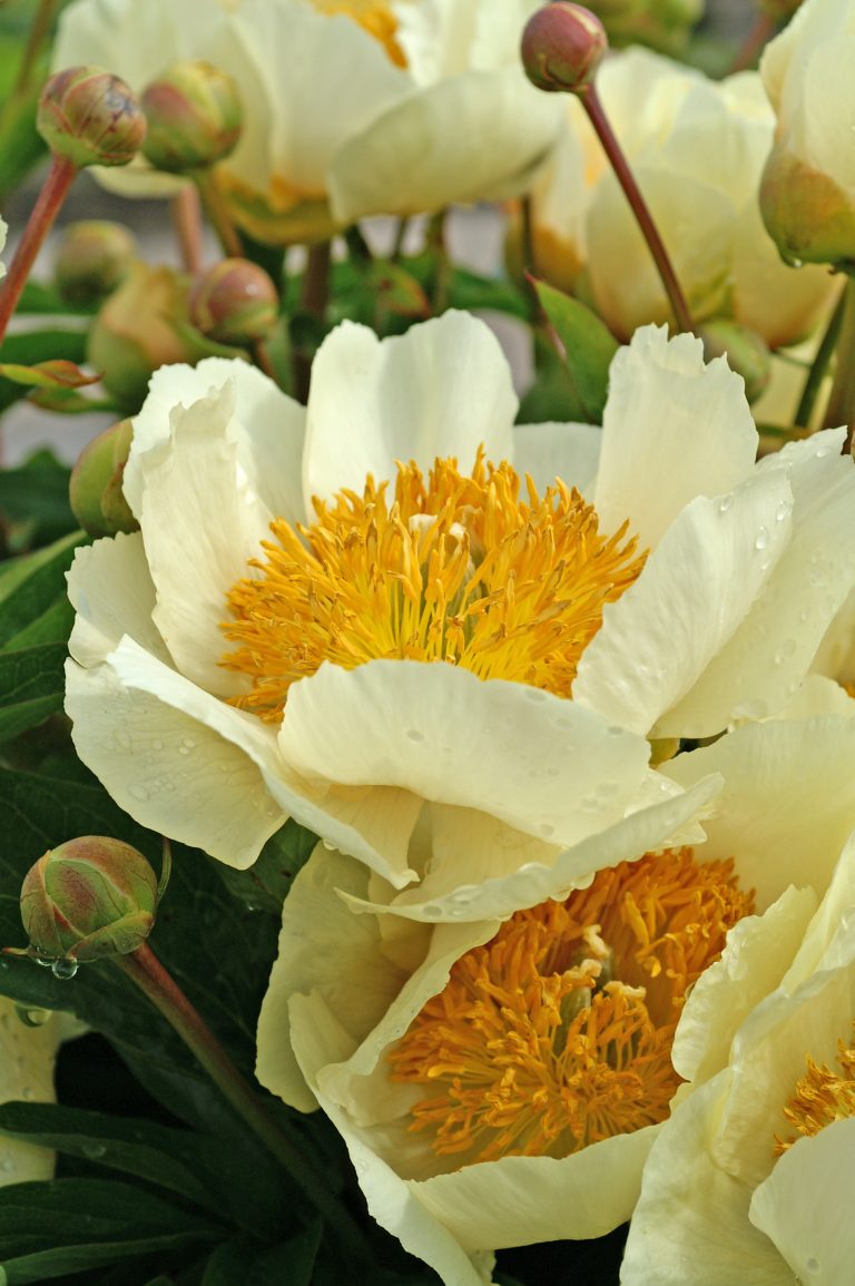 Paeonia Claire de Lune
