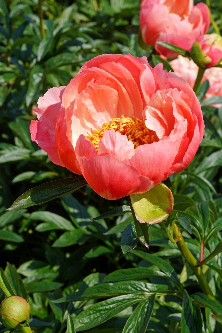 Paeonia Coral Charm