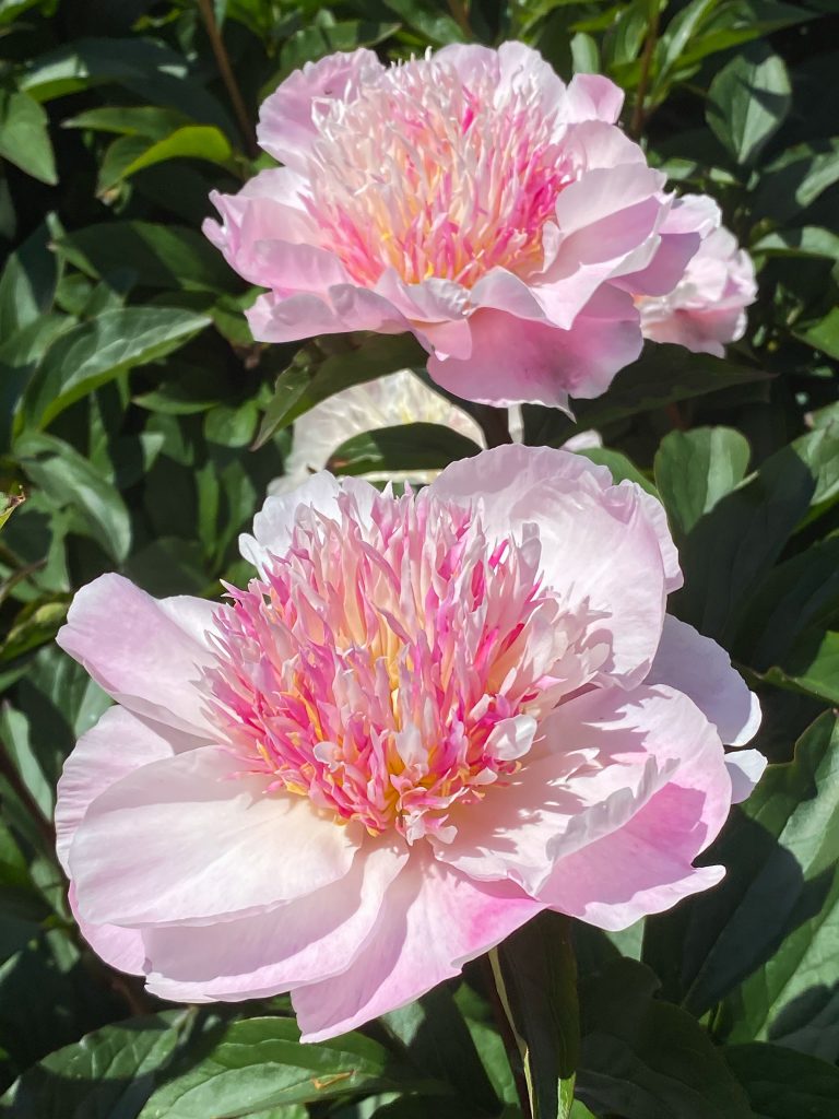 Paeonia Do Tell