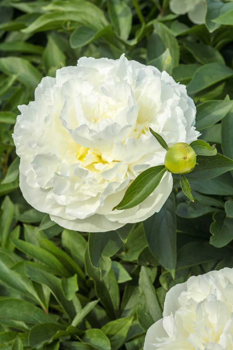 Paeonia Duchesse de Nemours Paeonia Duchesse de Nemours