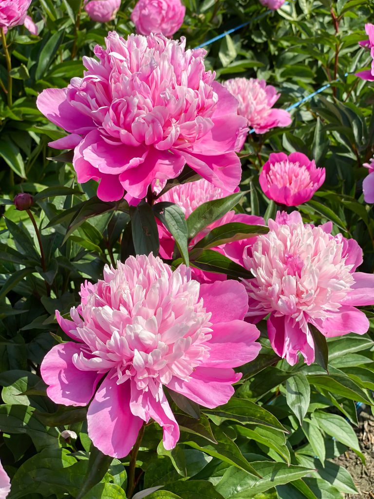 Paeonia Edulis Superba
