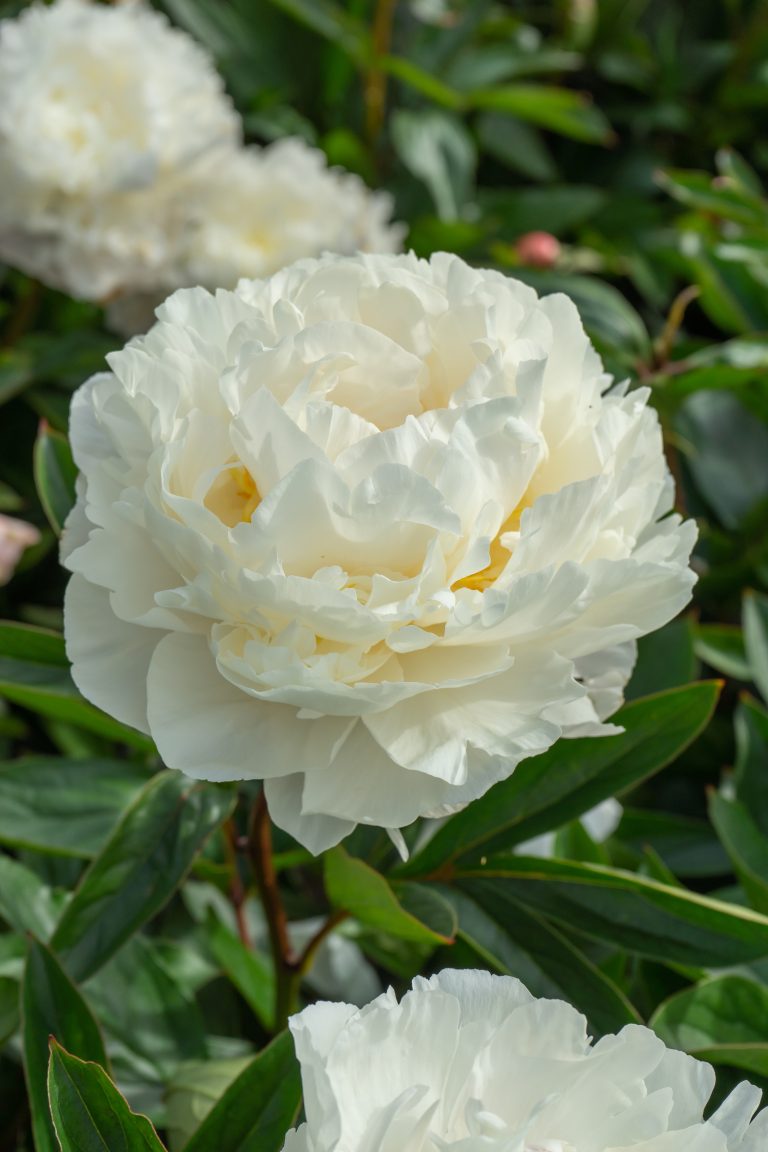 Paeonia Gardenia