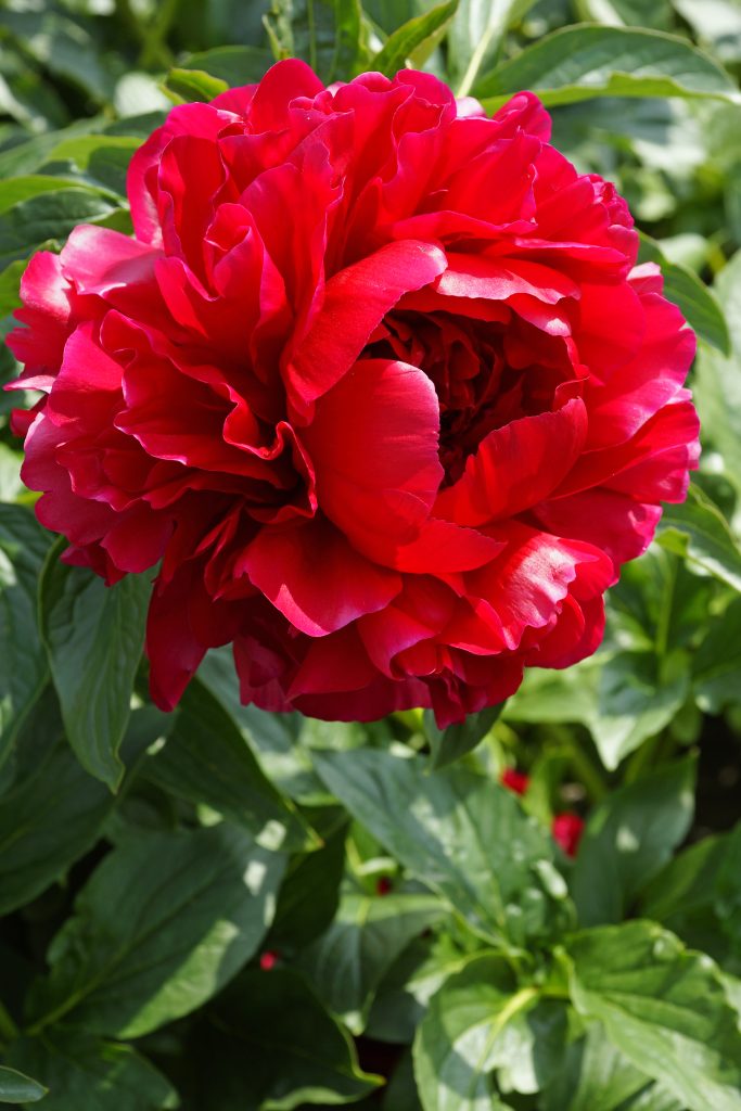 Home 11 Paeonia Henry Bockstoce