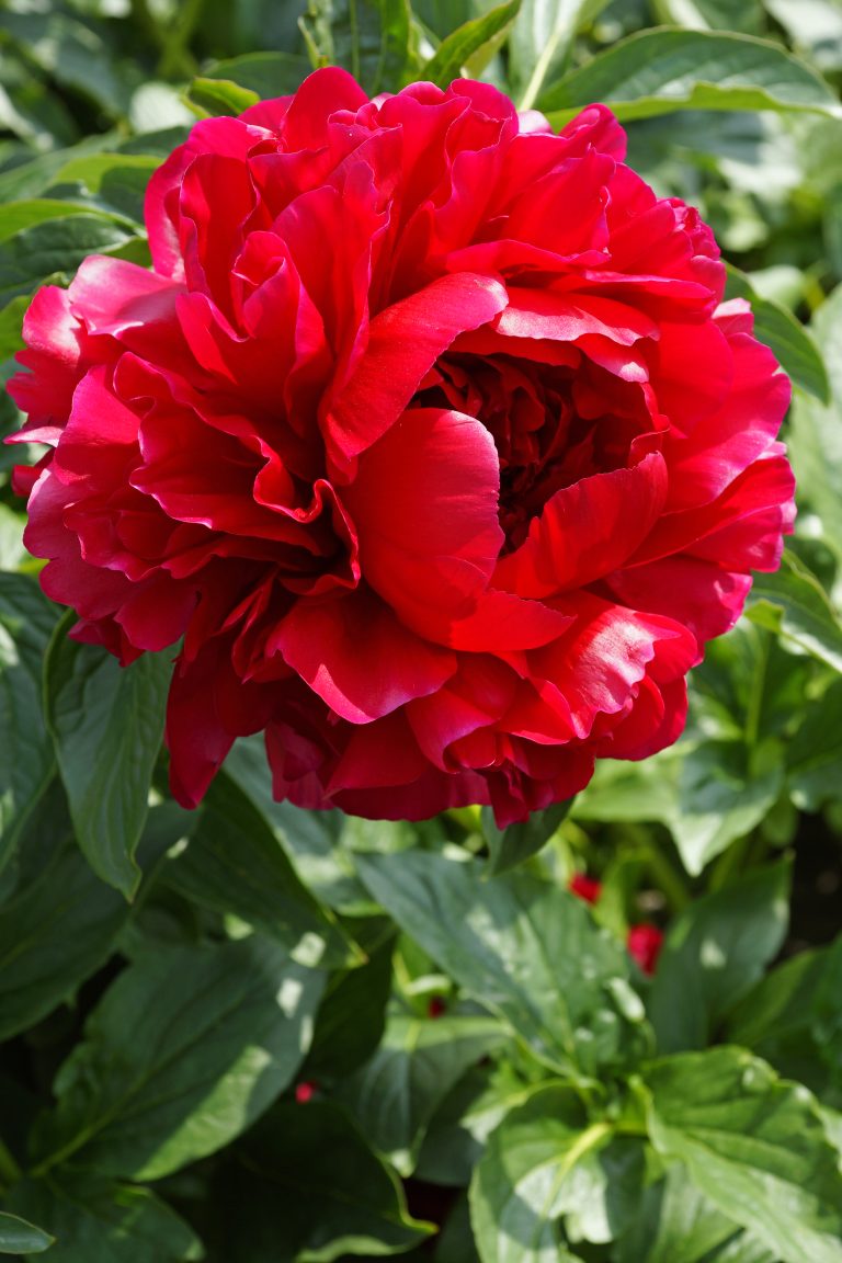 Paeonia Henry Bockstoce