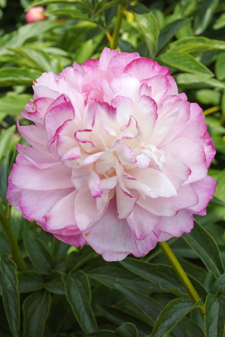 Paeonia Joker