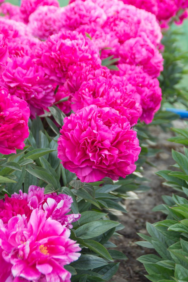 Paeonia Kansas