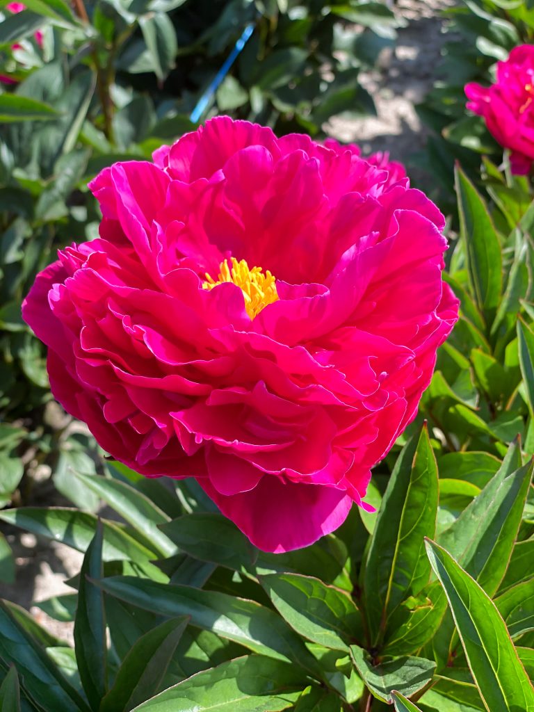 Paeonia Karl Rosenfield
