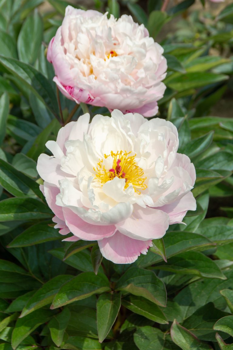 Paeonia Lady Alexandra Duff