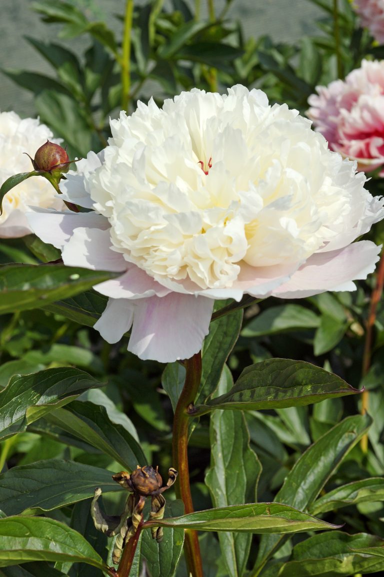 Paeonia Madame Calot