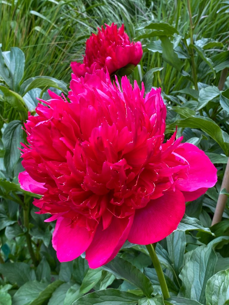 Home 17 Paeonia Many happy returns