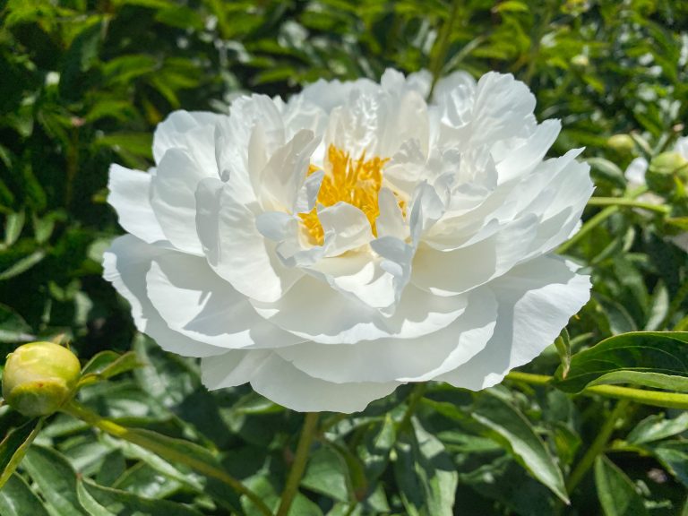 Paeonia Miss America Paeonia Miss America