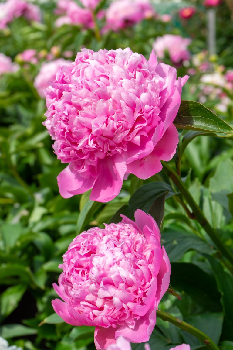 Paeonia Mons. Jules Elie