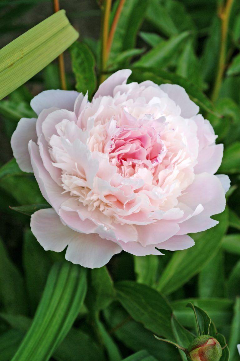 Paeonia Pecher