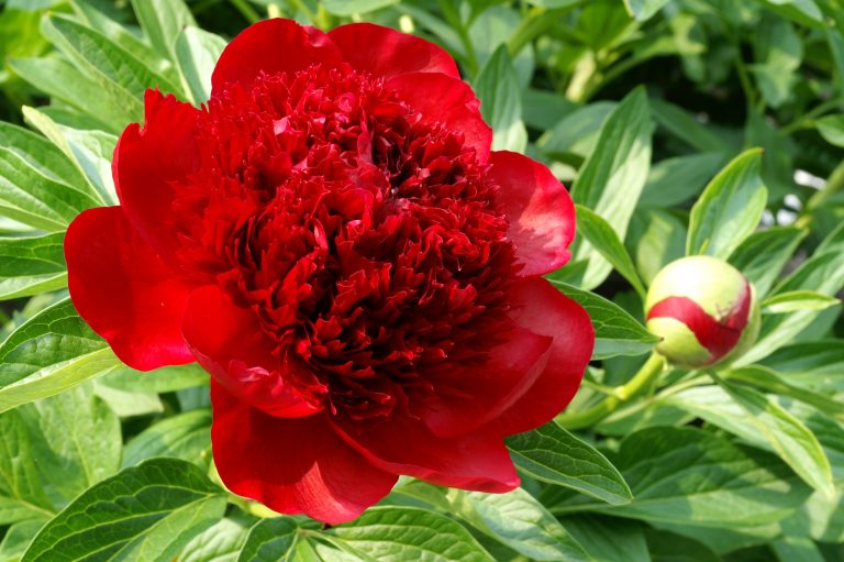 Paeonia Red Charm