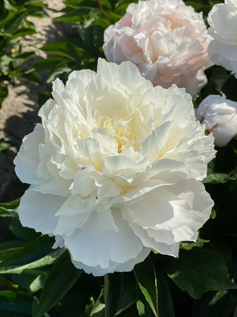 Paeonia Shirley Temple