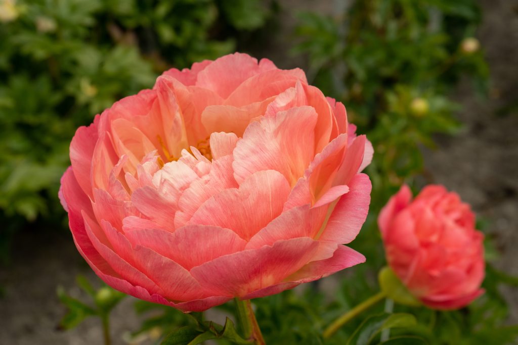 Home 9 Paeonia hybrid Coral Sunset