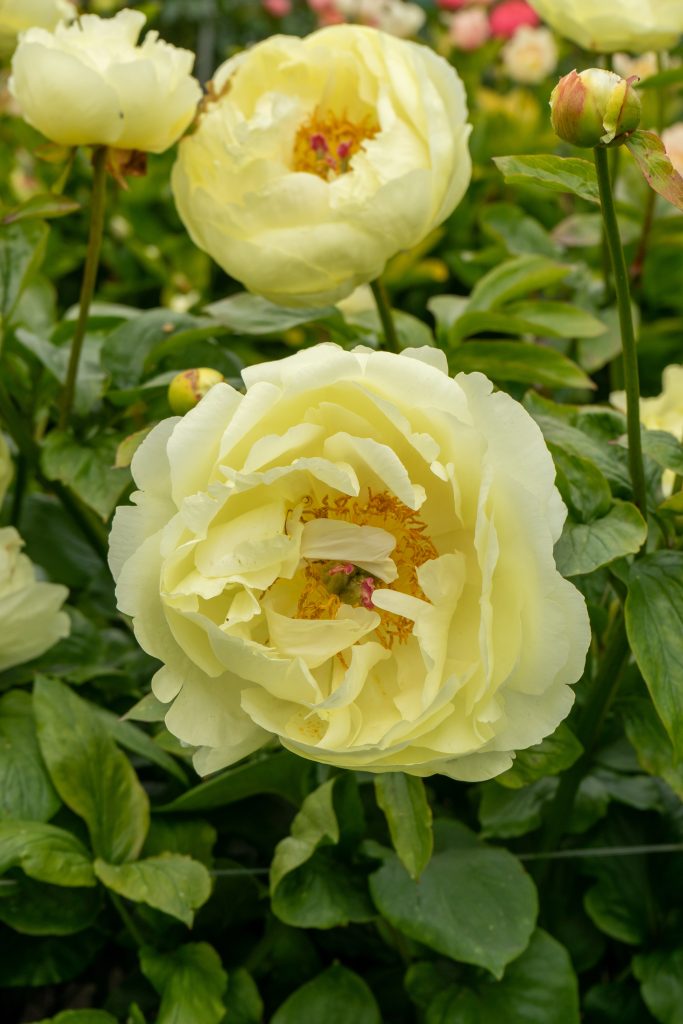 Home 15 Paeonia hybrid Lemon Chiffon