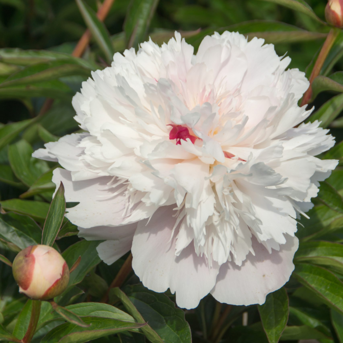 Paeonia lactiflora 'Alertie' Paeonia lactiflora Alertie
