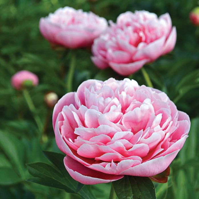 Etched-Salmon Etched Salmon