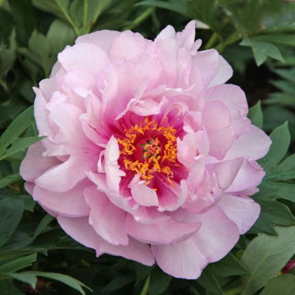 Paeonia lactiflora 'First Arrival'