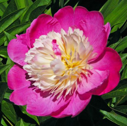 Paeonia lactiflora 'Gay Paree'