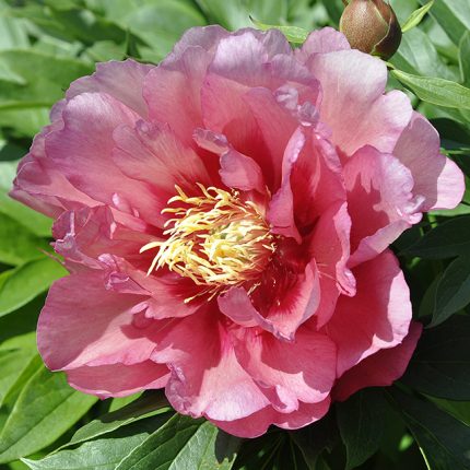 Paeonia lactiflora 'Hillary'