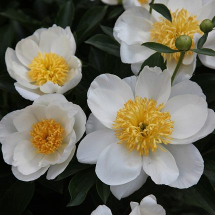Paeonia lactiflora 'Jan van Leeuwen'