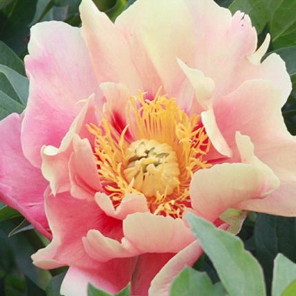 Paeonia itoh ‘Julia Rose’