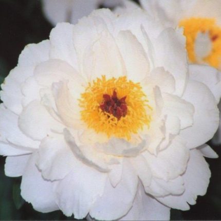 Paeonia lactiflora 'Minnie Shaylor'