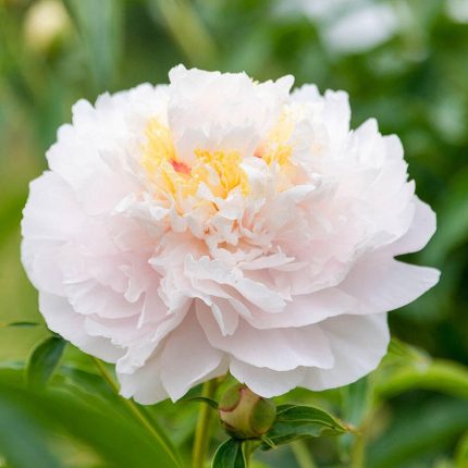 Paeonia lactiflora 'My Love'