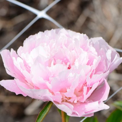 Paeonia lactiflora 'Noemie Demai'