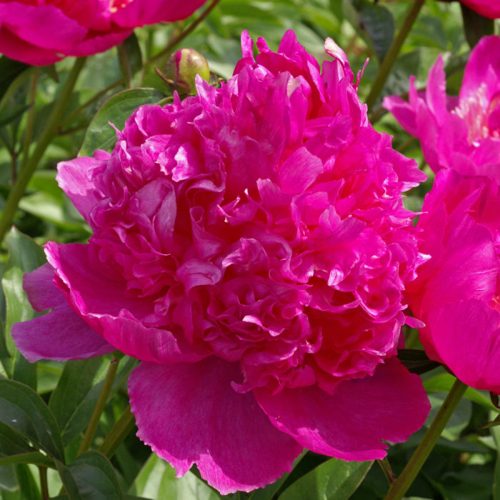 Paeonia Best Man