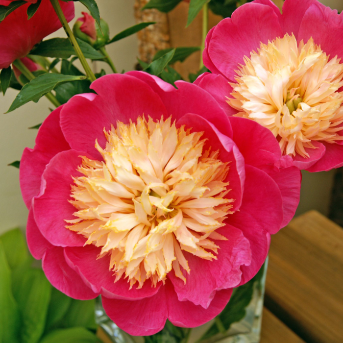 Paeonia 'Bowl Of Love' Paeonia Bowl Of Love