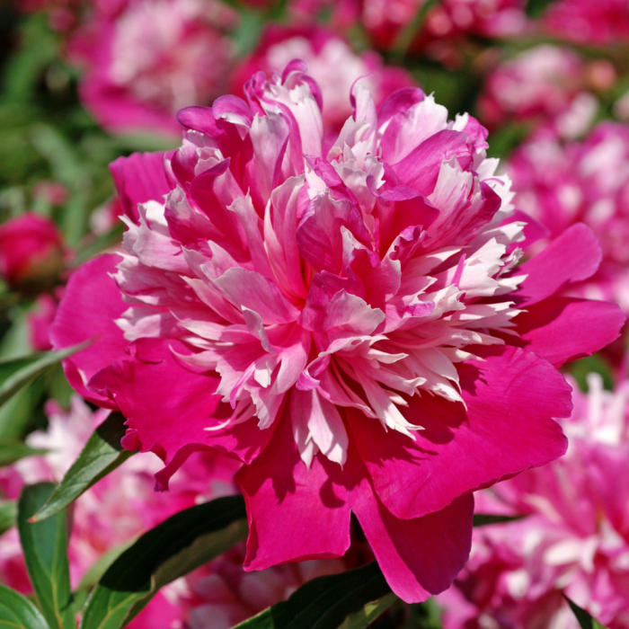 Paeonia 'Celebrity' Paeonia Celebrity