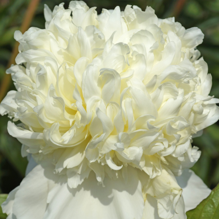 Paeonia Charlies White