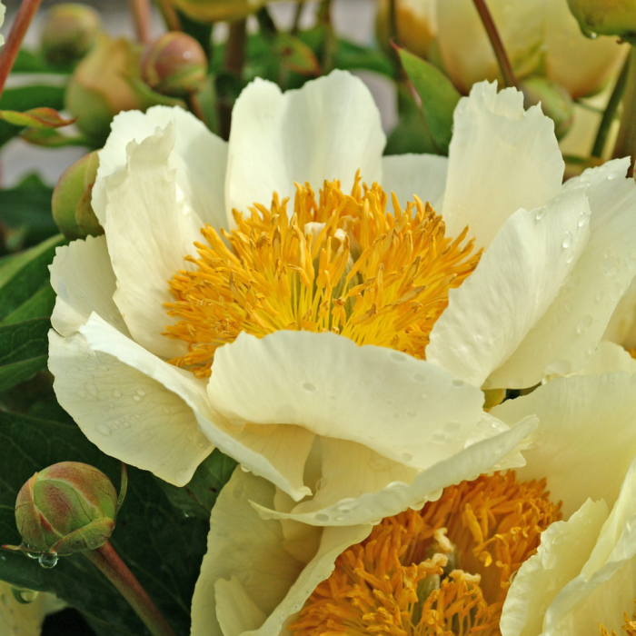 Paeonia 'Claire De Lune' Paeonia Claire De Lune