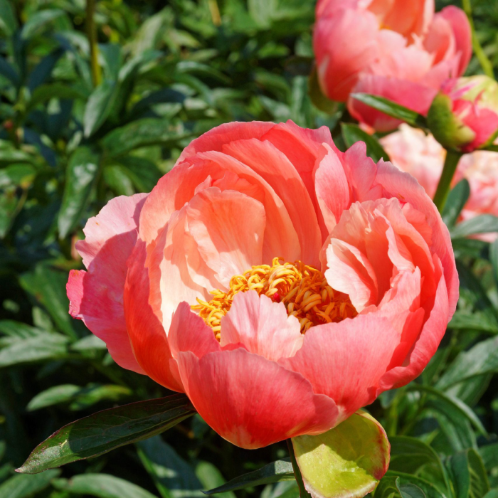 Paeonia Coral Charm