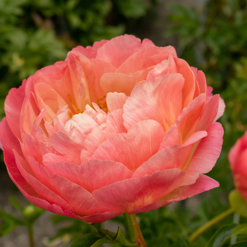 Home 8 Paeonia Coral Sunset