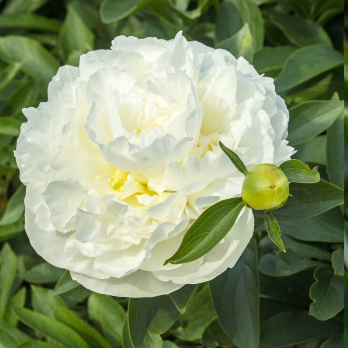 Paeonia 'Duchesse De Nemours' Paeonia Duchesse De Nemours