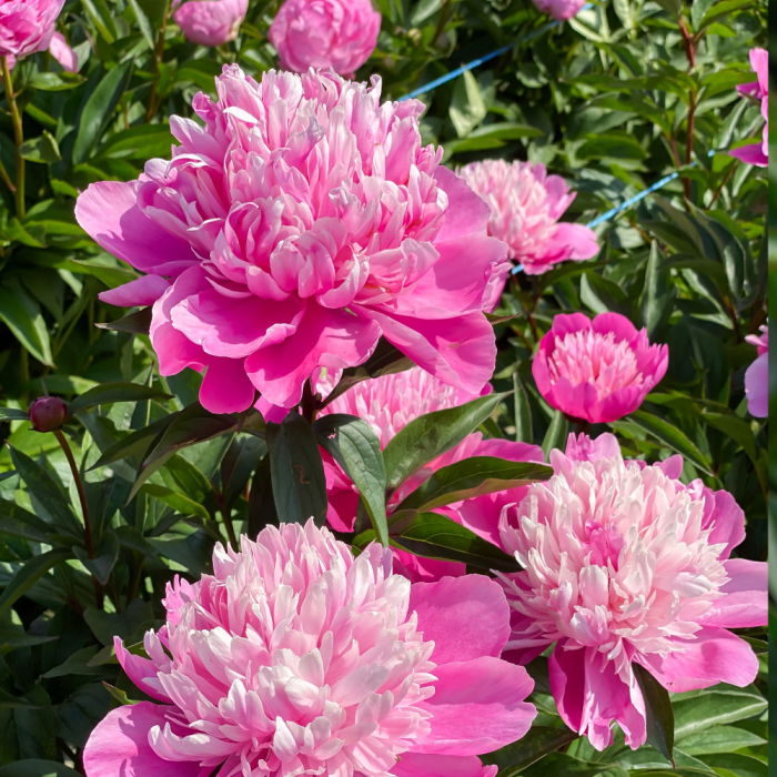 Paeonia Edulis Superba