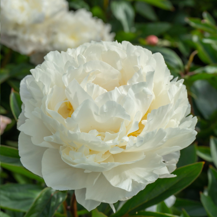 Paeonia Gardenia