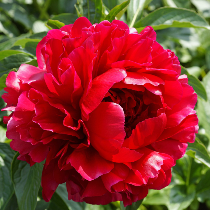 Paeonia Henry Bockstoce
