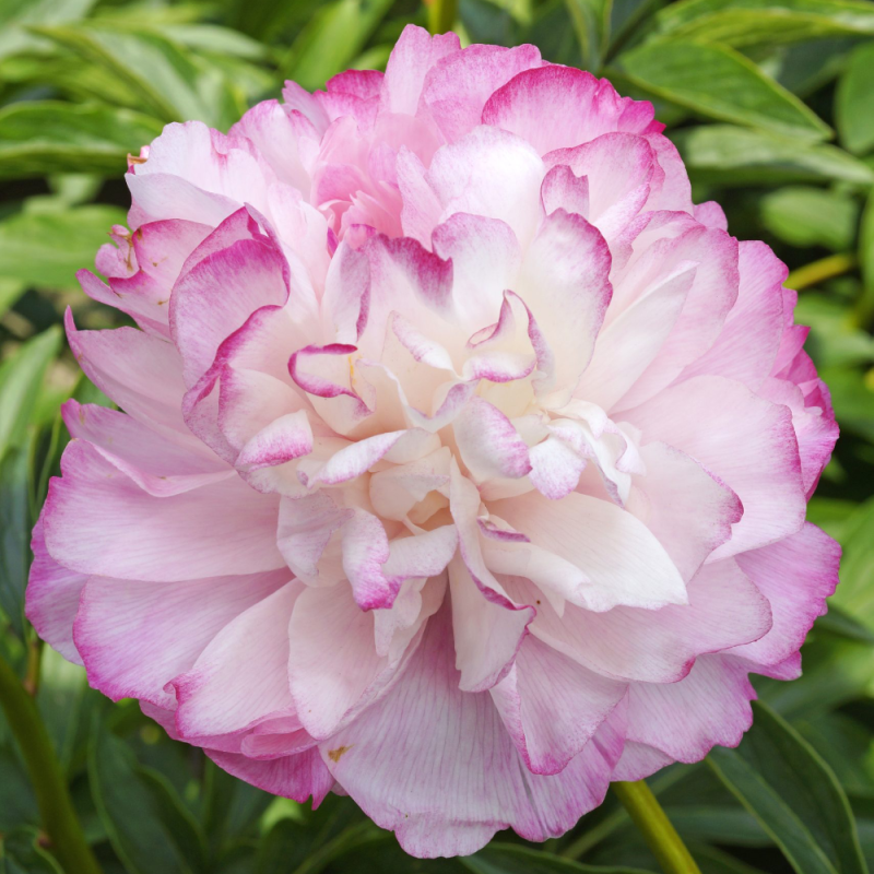 Home 12 Paeonia Joker